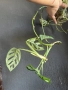 Коренче Monstera Adansonii, снимка 2