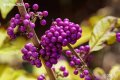 Каликарпа - Налични 2 вида Бяла - Callicarpa dichotoma Albibacea Лилава -Callicarpa dichotoma 'Issai, снимка 3