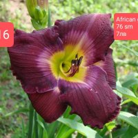 Хамерокалиси за продажба -обява 1 в Градински цветя и растения в гр.  Монтана - ID42170885 — Bazar.bg