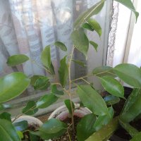 Фикус Бенджамина ( Ficus benjamina ) , снимка 11 - Стайни растения - 29520145