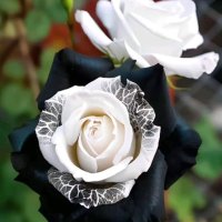 Корени готови за засаждане ” Черна Роза ”, " Нефрит ", " Дъгова " внос Холандия, сертифицирани, снимка 2 - Градински цветя и растения - 42235626