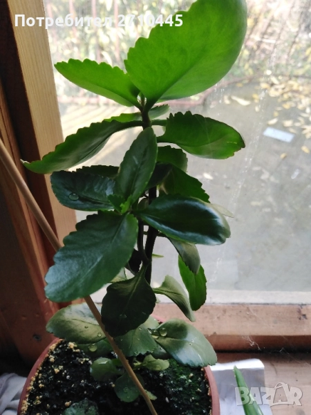 Лечебно Каланхое , снимка 1