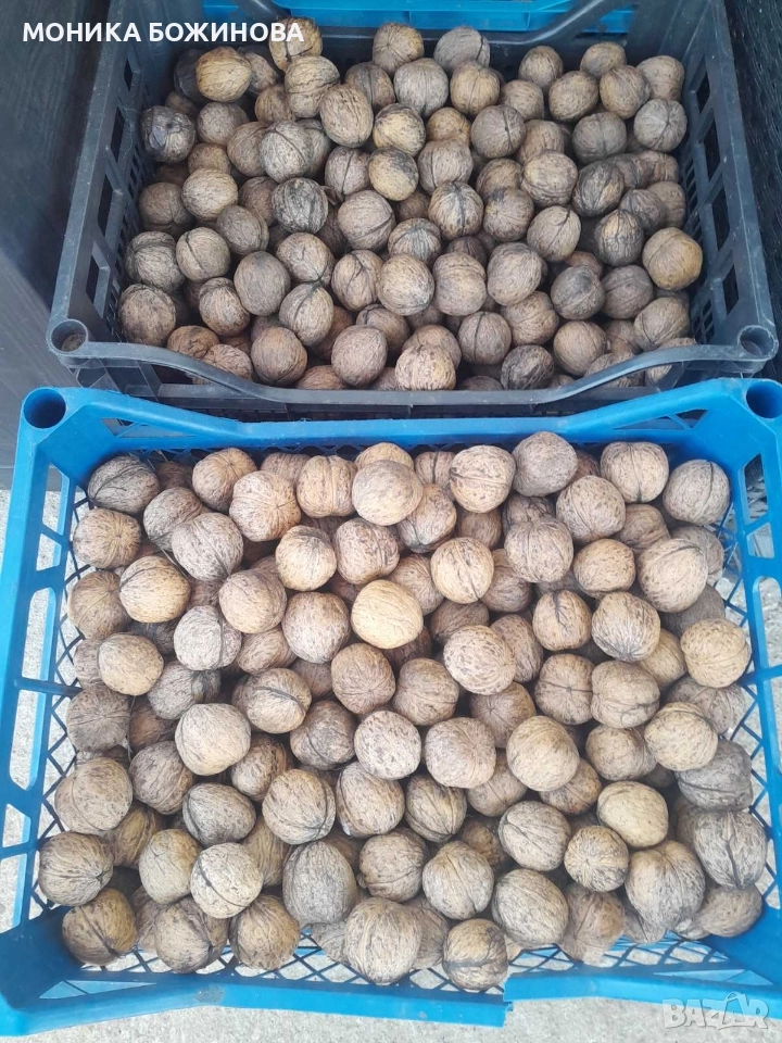 ДОМАШНИ ОРЕХИ ~ имаме приблизително 40кг. Ореха е едър и много вкусен.ЦЕНАТА Е ЗА КГ., снимка 1