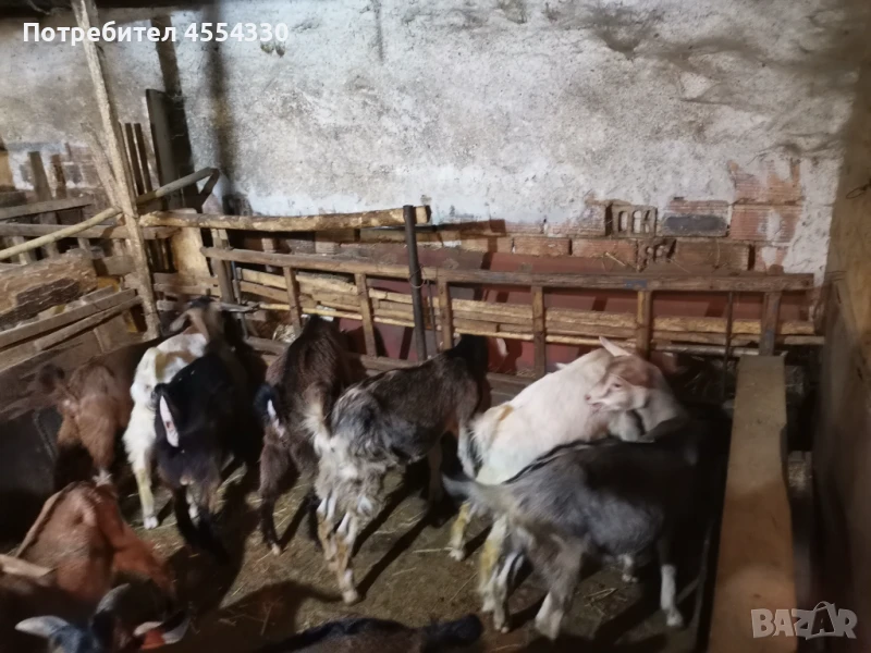 Продавам свободни ярета едно женско и 4 мъжки, снимка 1