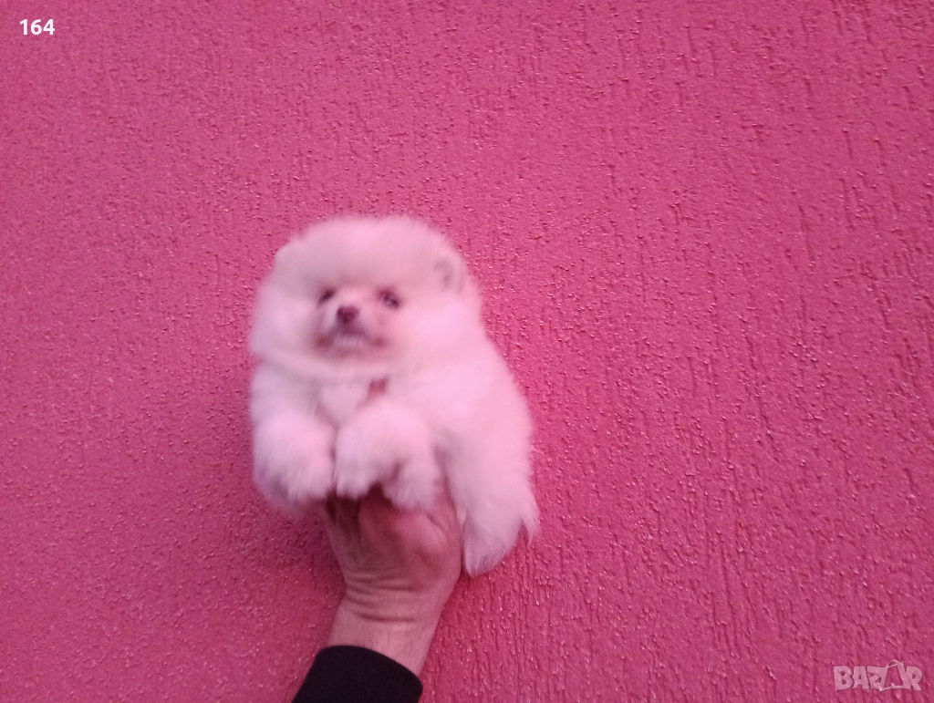 Померан. Мини момиченце., снимка 1