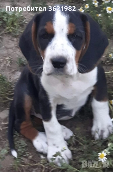 гонче се подарява , снимка 1