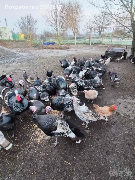  пуйки , снимка 1