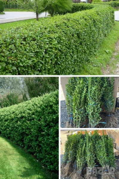 Лигуструм гол корен, снимка 1