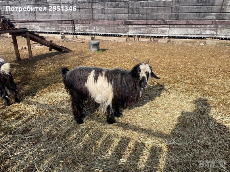 Бременна коза, снимка 1