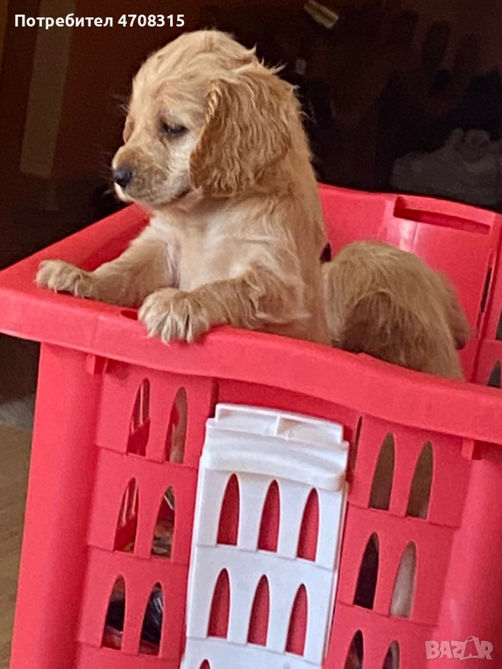 Кокер шпаньол карамел момче ваксина, снимка 1