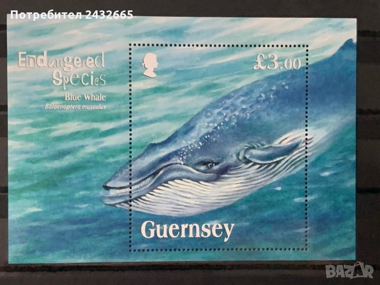 269. Гърнси 2011 = “ Фауна. Застрашени видове: Син Кит”,**,MNH , снимка 1