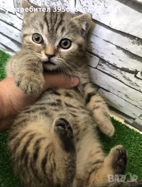 Късокосместо британче, снимка 1