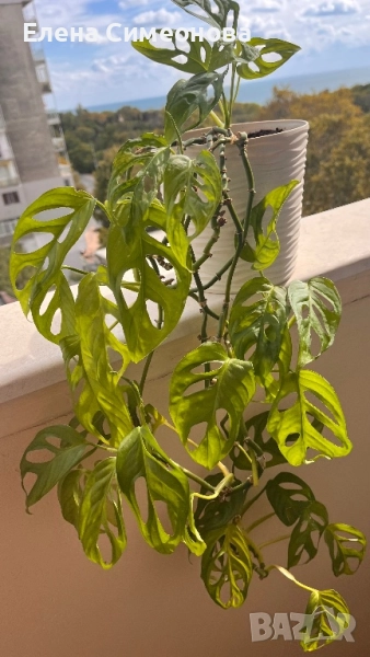 Мостера Monkey, снимка 1