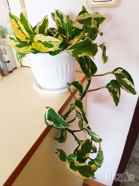 Епипремнум, Бенджамин, Бегония, Копривки, Хлорофитум , снимка 1