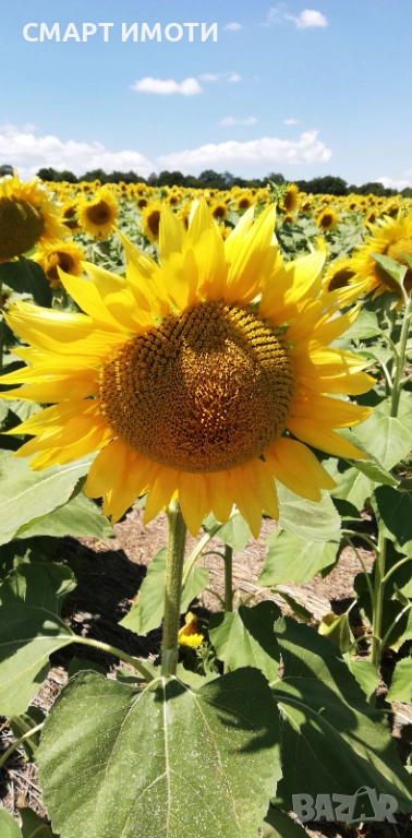 Продава земеделска земя - 10 дка - с. ЕНИЦА, общ. Кнежа, снимка 1