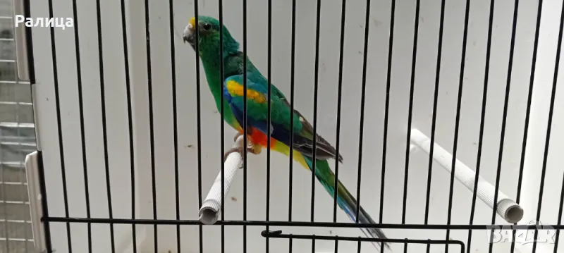 Многоцветен поен папагал, снимка 1