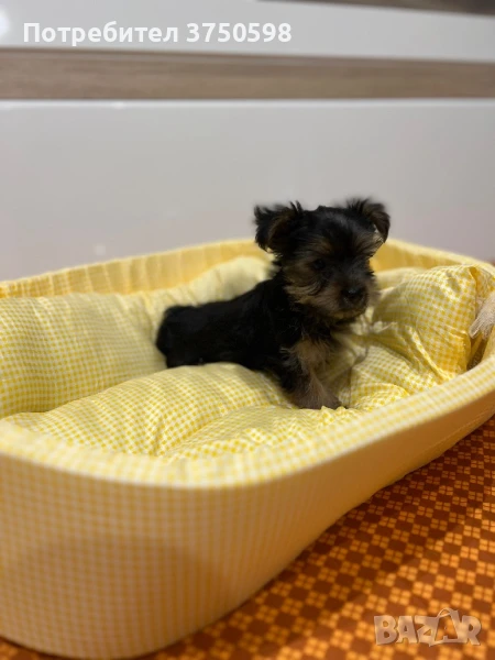 Йоркширски териер , снимка 1