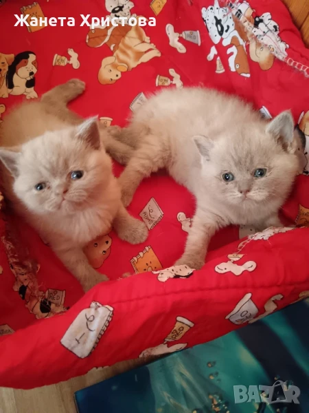Продавам малки британски котенца, снимка 1