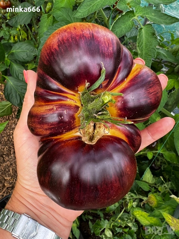 40бр.семена за шарени домати, снимка 1