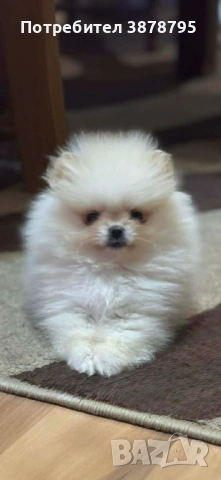 Малко сладко искушение