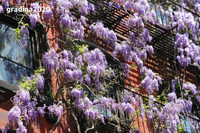 Вистерия -Глициния Промоционални цени  , снимка 9 - Градински цветя и растения - 28896934