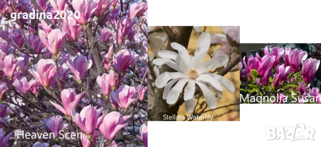 Магнолия - Magnolia НАЛИЧНИ 21 ВИДА Студоустoйчиви, снимка 4 - Градински цветя и растения - 28046229