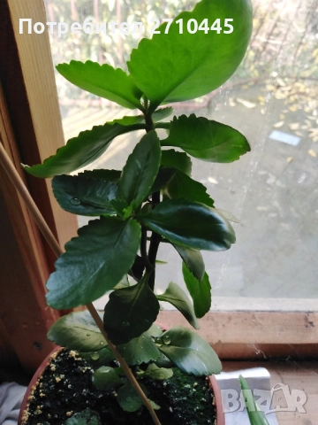 Лечебно Каланхое 