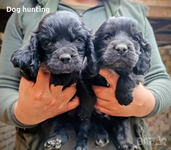 Кокер-спрингер шпаньол момче и момиче шпаньоли , снимка 8 - Шпаньоли - 52552060