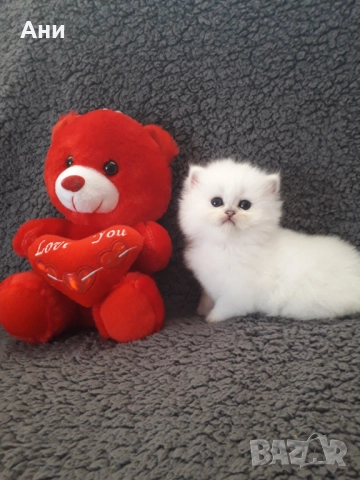 Котенца Гледани със Истинска Обич, снимка 11 - Други - 52655414
