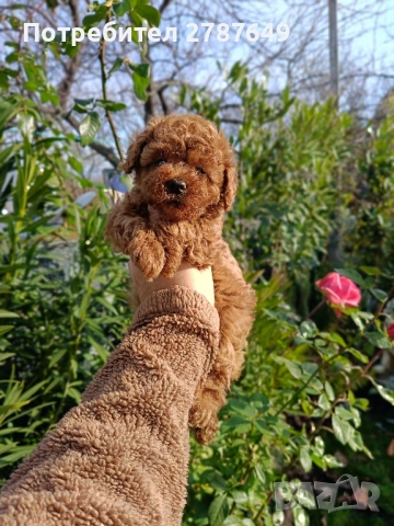 Той пудел, снимка 3 - Пудели - 52632120