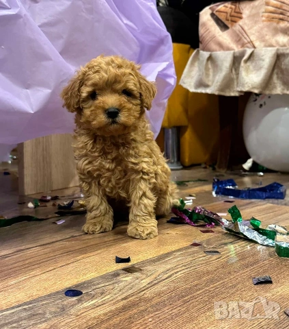 Пудел той , снимка 4 - Пудели - 54304001