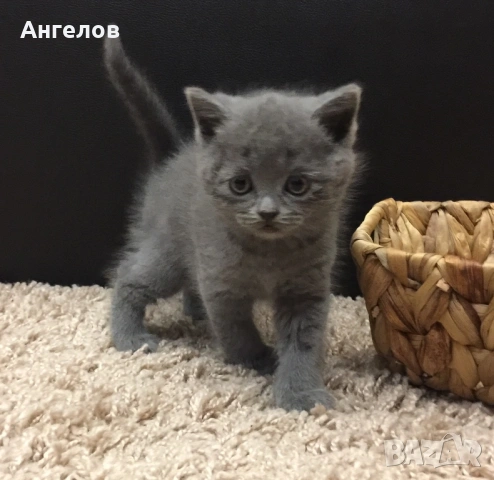 Британска късокосместа