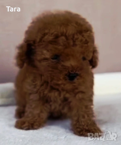 Пудел той , снимка 4 - Пудели - 53927824