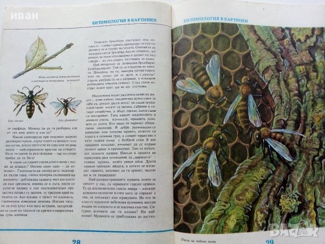 Ентомология в картинки - В.Танасийчук - 1987г. , снимка 6 - Детски книжки - 38938271
