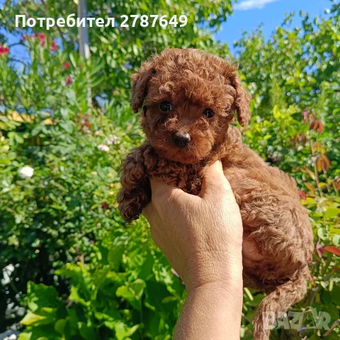 Той пудел момиче, снимка 3 - Пудели - 56056199