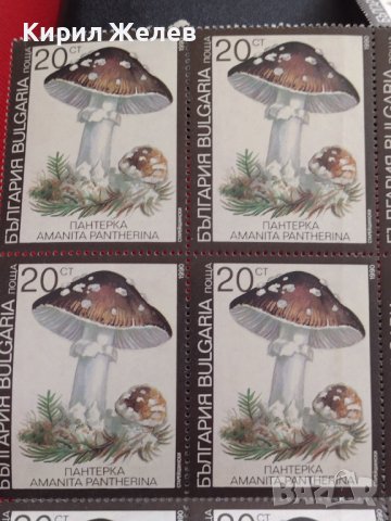 Лот Пощенски марки ГЪБИ ПАНТЕРКА чисти без печат поща България редки за КОЛЕКЦИЯ 33114, снимка 2 - Филателия - 40477206