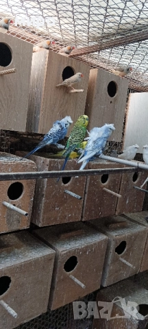 Зеброви Амадини !, снимка 10 - Амадини - 51553461