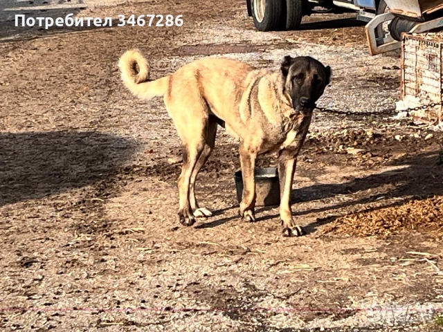 Кангал женска, снимка 3 - Кангал - 52935608