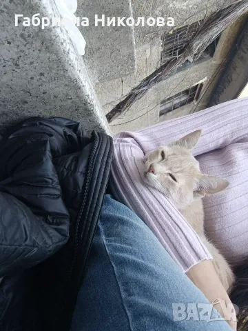 Подарявам коте СПЕШНО , снимка 7 - Други - 56334764
