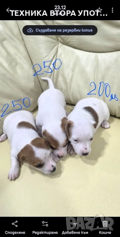 Мъжки джак ръсел териер , снимка 4 - Джак ръсел териер - 52885977