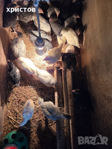 малки пилета, снимка 3 - За птици - 54349804