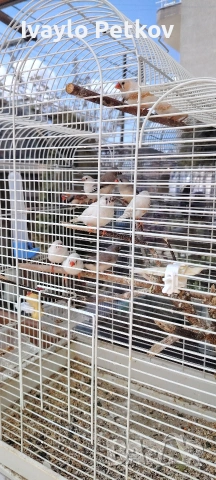 Зеброви амадини, снимка 3 - Амадини - 52889718