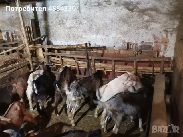 Продавам свободни ярета едно женско и 4 мъжки, снимка 1