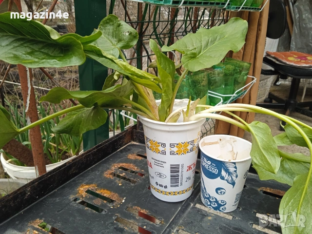 Змийска хурка 2 гнезда в горска почва. Да се извади ноември., снимка 2 - Разсади - 53975850