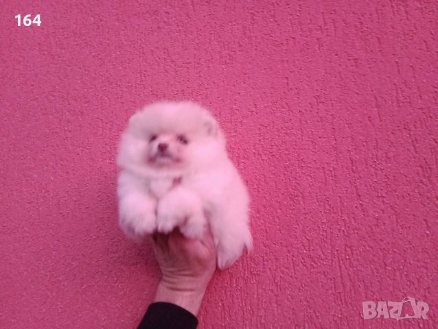 Померан. Мини момиченце.