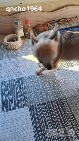 чихуахуа , снимка 5 - Чихуахуа - 52663276