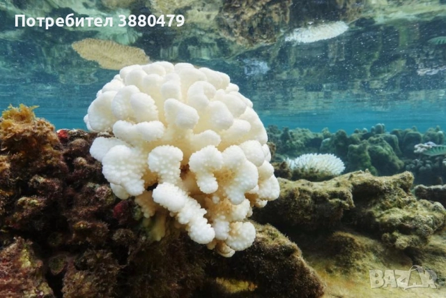 красив океански корал