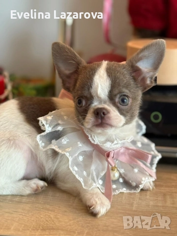 Кученца чихуахуа, снимка 8 - Чихуахуа - 52937787