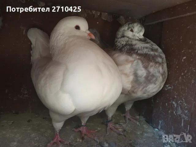 Американски Кинг