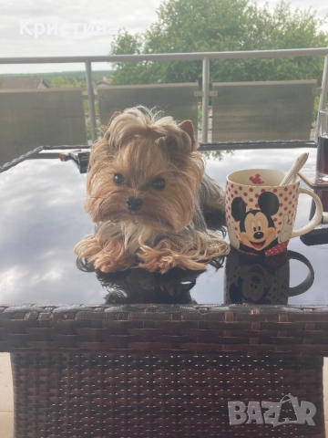 Мини йоркширски териер, снимка 9 - Йоркширски териер - 52559740